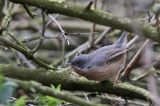 20160418_Westelijke Baardgrasmus_Wageningen_06